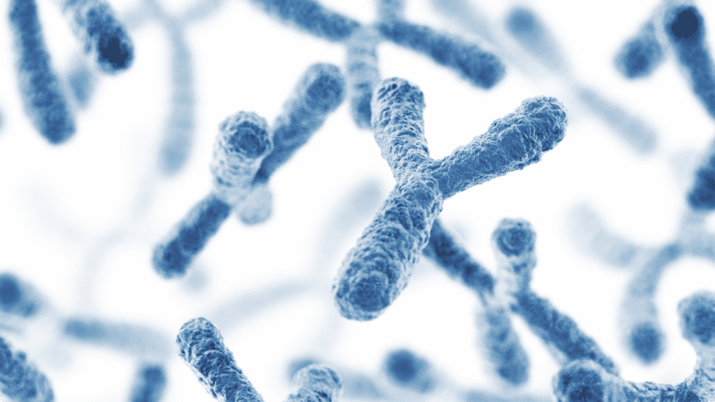 What is the Y Chromosome?