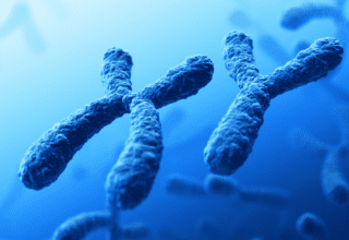 The Disappearing Y Chromosome